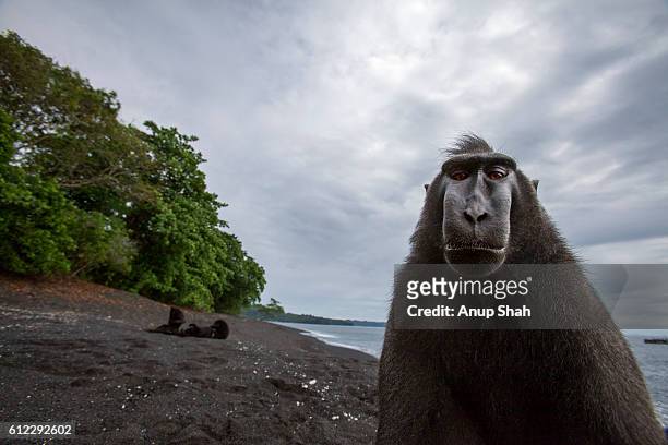 black crested or celebes crested macaque sub-adult male sitting portrait - celebes macaque stock-fotos und bilder