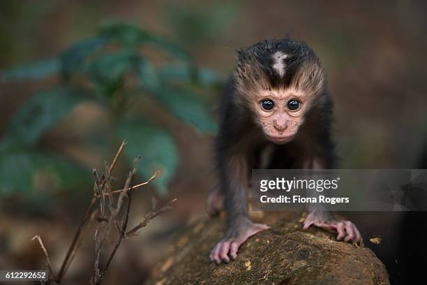 lion-tailed macaque baby aged less than 1 month playing on a rock - macaco coda di leone foto e immagini stock