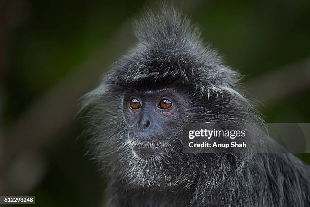 silvered or silver-leaf langur young male head and shoulders portrait - silvered leaf monkey stock-fotos und bilder