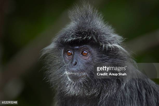 silvered or silver-leaf langur young male head and shoulders portrait - シルバーリーフモンキー ストックフォトと画像
