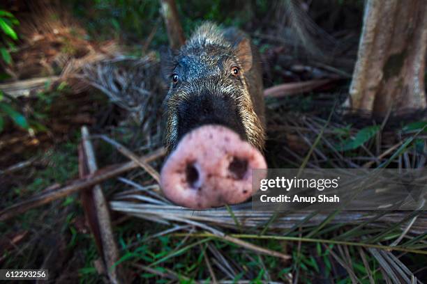 bearded pig approaching with curiosity - wide angle perspective - bearded pig stock-fotos und bilder