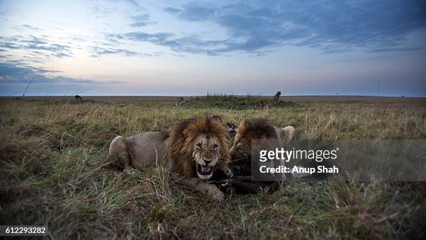 1,636 Lion Eating Photos and Premium High Res Pictures - Getty Images