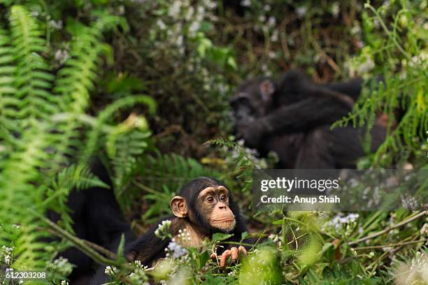 western chimpanzee infant male 'flanle' aged 3 years looking through vegetation while other rest - western chimpanzee stock pictures, royalty-free photos & images