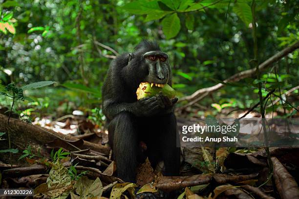 black crested or celebes crested macaque sub-adult male feeding on coconut - celebes macaque stock-fotos und bilder