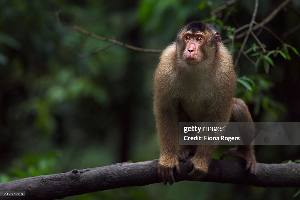 Southern or Sunda Pig-tailed macaque young male making threat gestures