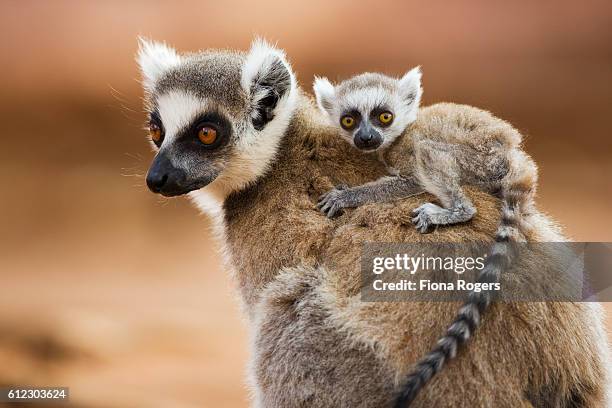 ring-tailed lemur with infant (less than one month old) riding on back - portrait - lemur stockfoto's en -beelden