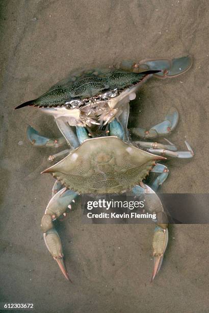 blue crab shedding shell - mue photos et images de collection