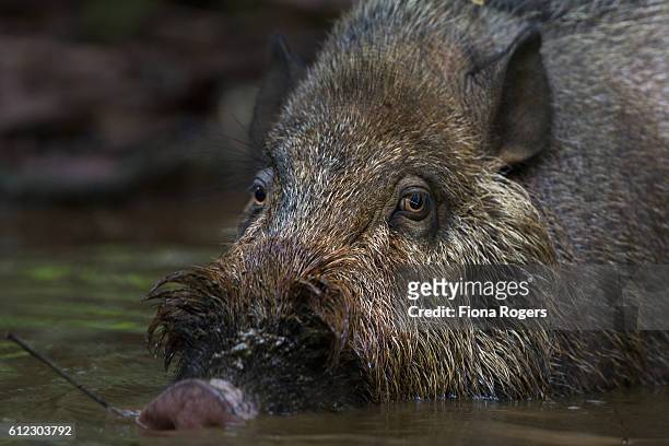 bearded pig wallowing in a pool of water - bearded pig stock-fotos und bilder