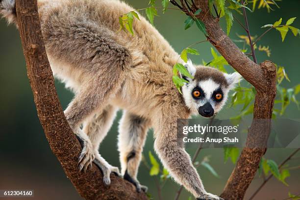 ring-tailed lemur male scent marking - lemur stock-fotos und bilder