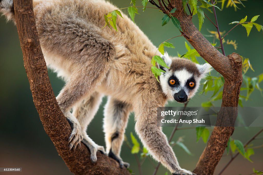 Ring-tailed Lemur male scent marking