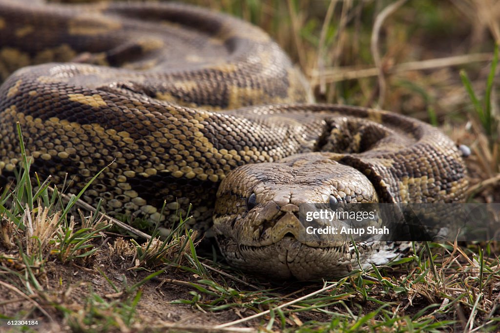 African rock python head portrait