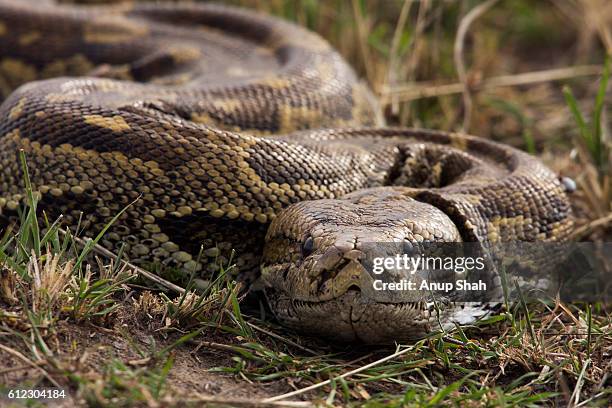 african rock python head portrait - morelia photos et images de collection