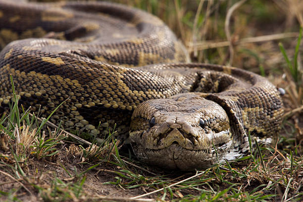 Headed Rocks For Python's 1,397 Python Head Stock Photos, High-Res Pictures, and Images - Getty ...