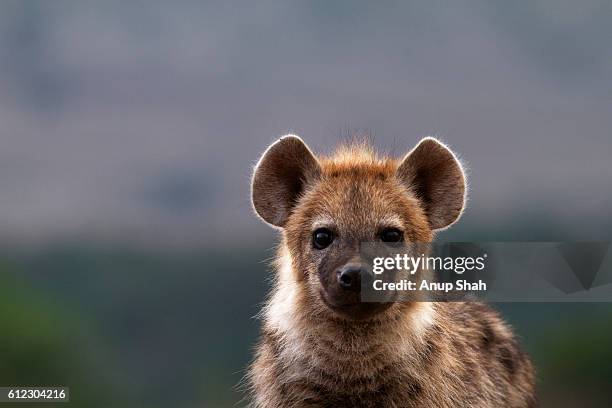 spotted hyena pup - hyena bildbanksfoton och bilder