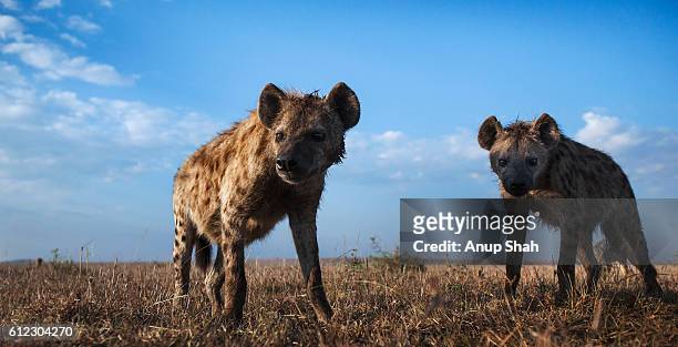 spotted hyenas approaching with curiosity with black-backed jackals in the background - hyena stock pictures, royalty-free photos & images