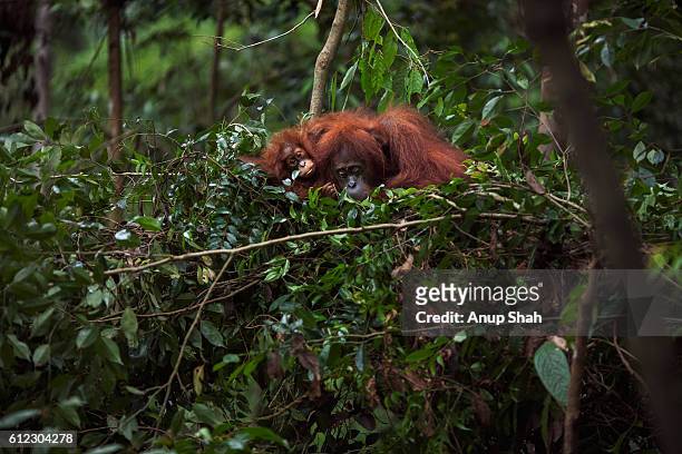 sumatran orangutan female 'sandra' aged 22 years resting with her baby daughter 'sandri' aged 1-2 - orangutang bildbanksfoton och bilder