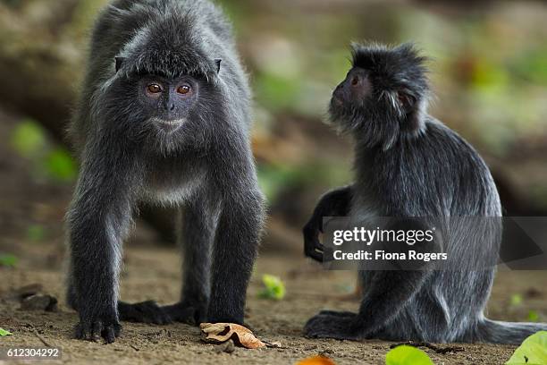 silvered or silver-leaf langurs grooming - silvered leaf monkey stock pictures, royalty-free photos & images