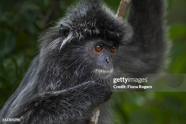 silvered or silver-leaf langur juvenile clinging to a branch - シルバーリーフモンキー ストックフォトと画像