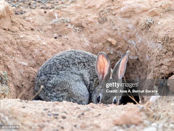 Rabbit Burrow Photos and Premium High Res Pictures - Getty Images