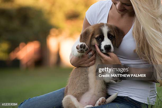 st. bernard puppy - bernhardiner stock-fotos und bilder