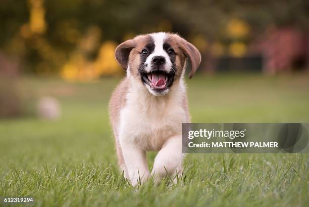 st. bernard puppy - san bernardo fotografías e imágenes de stock