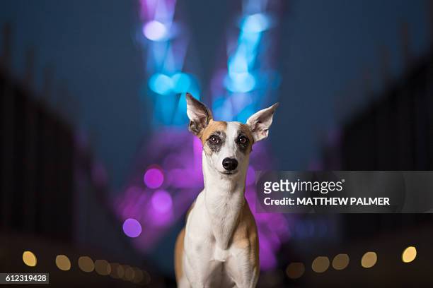 whippet at night - oklahoma v kansas stock pictures, royalty-free photos & images