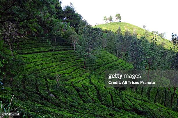 tea plantation in puncak pass near bogor, west java. - puncak pass stock pictures, royalty-free photos & images