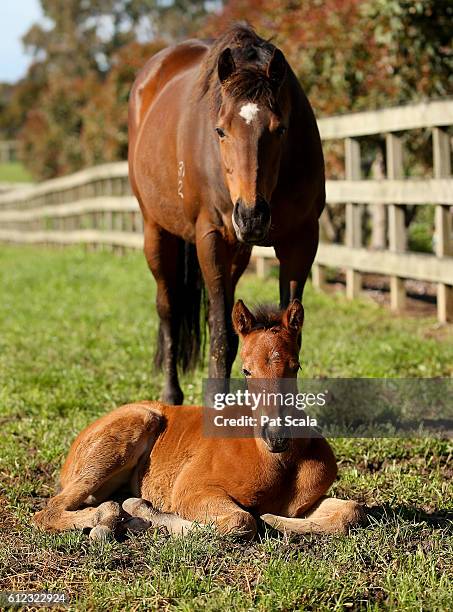 Mare and her foal at Rosemont Stud on October 03, 2016 in Gnarwarre, Australia.
