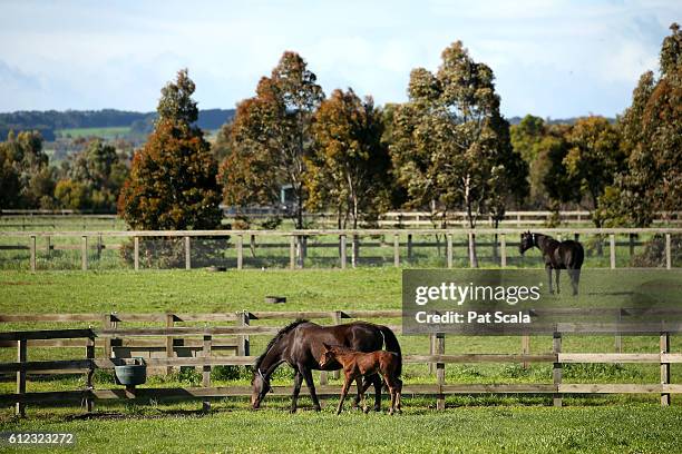 Mare and her foal at Rosemont Stud on October 03, 2016 in Gnarwarre, Australia.