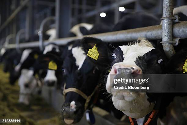 Cows with identification tags attached to their ears poke their heads through a fence in a barn at a dairy farm operated by Kalm Kakuyama K.K. In...
