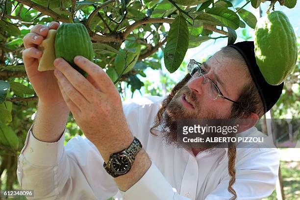 Samuel Ekstein from New York City controls the quality of a lime-green citron fruit in Santa Maria Del Cedro, southern Italy, on September 14, 2016....