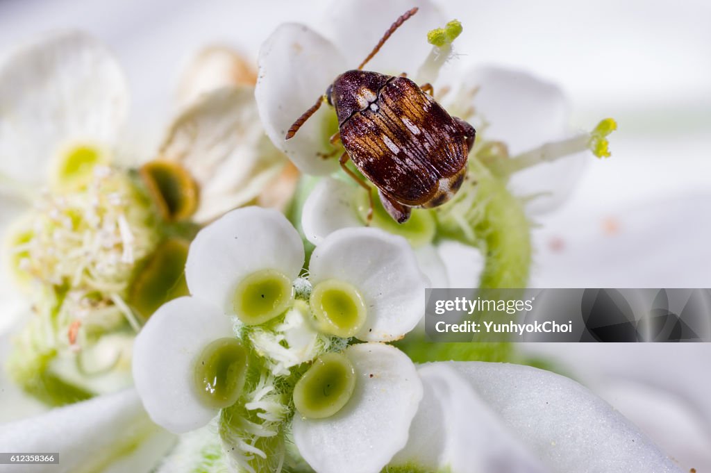 A adzuki bean weevil on ghost weeds