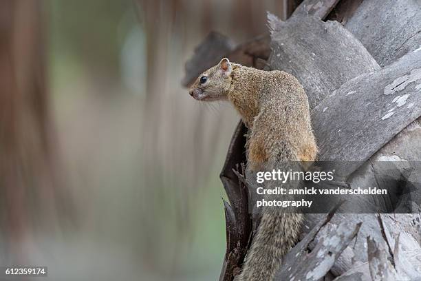 tree squirrel - 2007 243 stock pictures, royalty-free photos & images