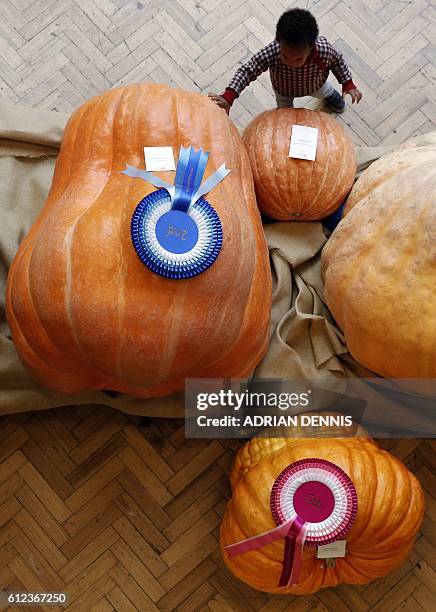 Young boy touches a giant pumpkin on display at the Royal Horticultural Society Harvest Festival show in London on October 4, 2016. The winning...