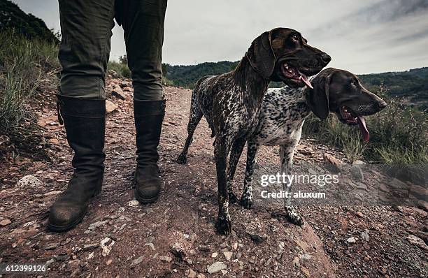 jagd hunde - apportierhund stock-fotos und bilder