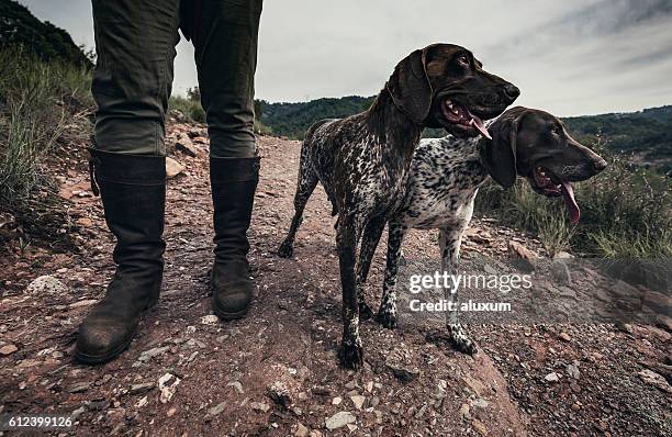 hunting dogs - hunting dog stockfoto's en -beelden