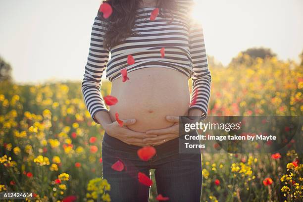 pregnant belly with petals - pregnant women greeting stockfoto's en -beelden