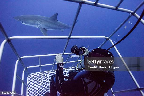 Great White Sharks seasonally gather off the coast of Guadalupe Island; divers dive inside cages off the boat Nautilus Explorer in order to safely...