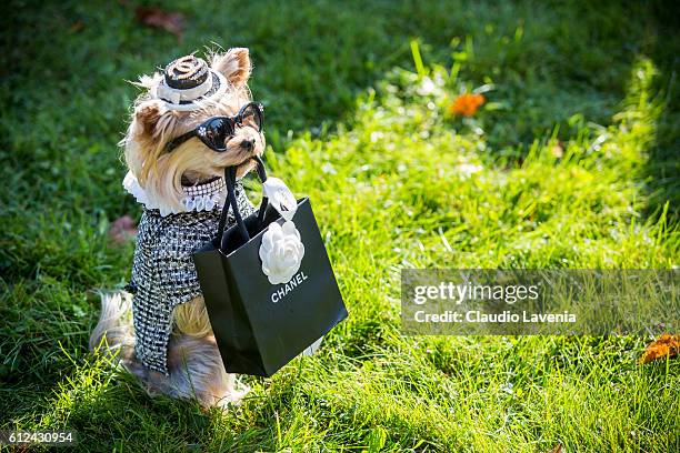 Little Lola Sunshine the dog wears Chanel outside Chanel show on day 8 of Paris Womens Fashion Week Spring/Summer 2017, on October 4, 2016 in Paris,...