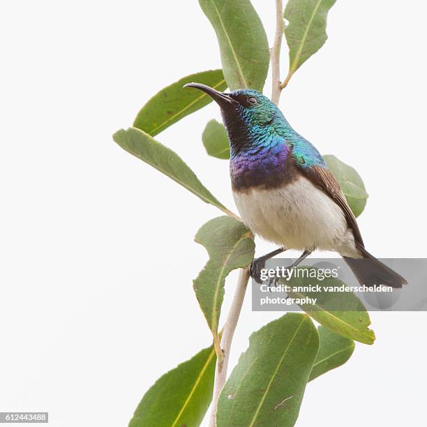 the marico sunbird or mariqua sunbird (cinnyris mariquensis). - white perch fish stock pictures, royalty-free photos & images