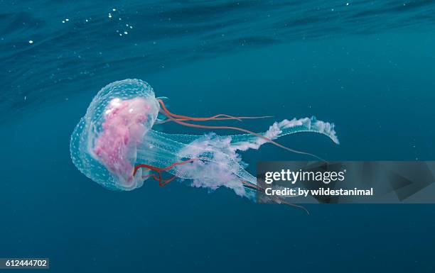 jellyfish - tentacle stock pictures, royalty-free photos & images