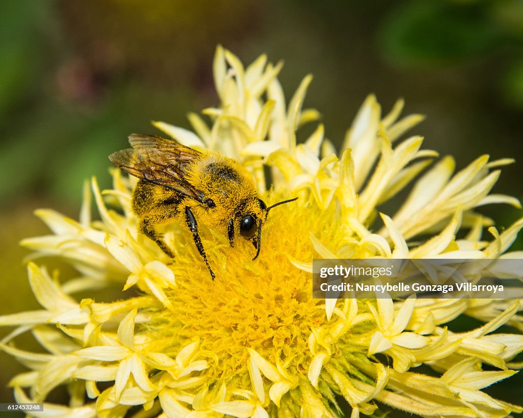 Endanger Bee