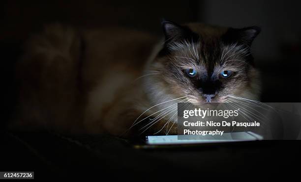 portrait of birman cat - cats on the bed stock pictures, royalty-free photos & images