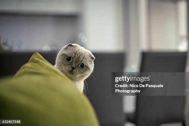 scottish fold cat - cat funny stock-fotos und bilder