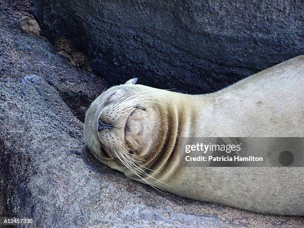 sleeping fur seal, galapagos - double chin stock-fotos und bilder