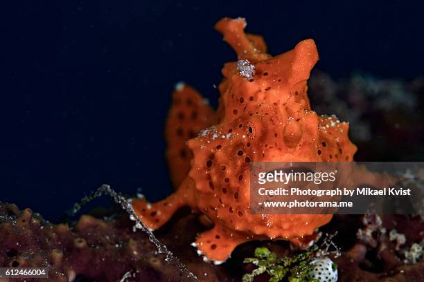 antennarius pictus - anglerfish stock pictures, royalty-free photos & images