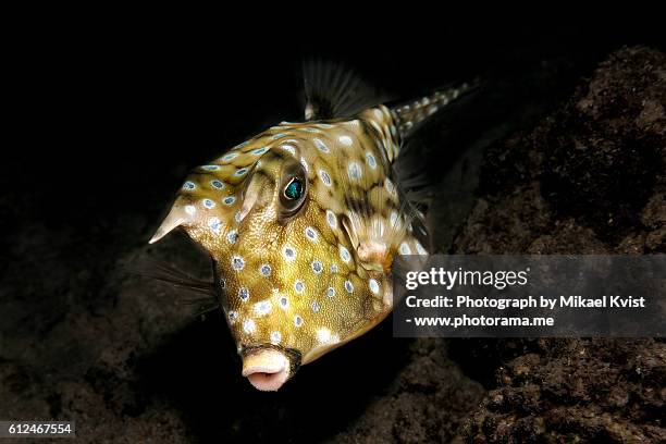 longhorn cowfish - longhorn cowfish stock pictures, royalty-free photos & images