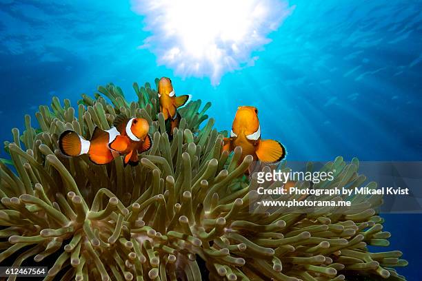ocellaris clownfish - pesce pagliaccio di clark foto e immagini stock