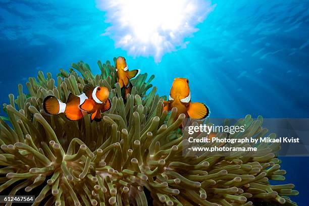 ocellaris clownfish - clown fish stock pictures, royalty-free photos & images