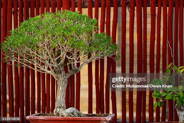 bonsai tree - bamboo bonsai stock pictures, royalty-free photos & images